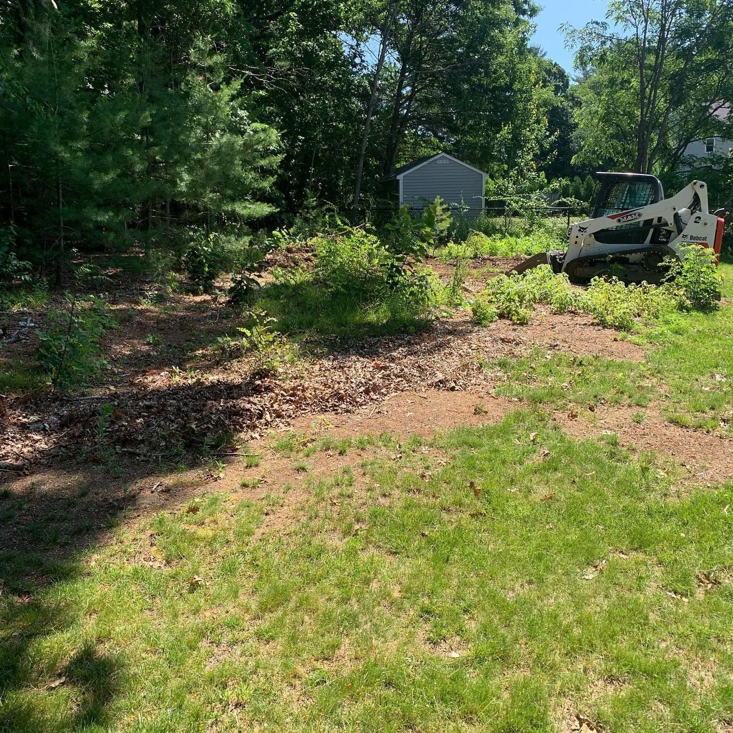 Overgrown backyard being cleared