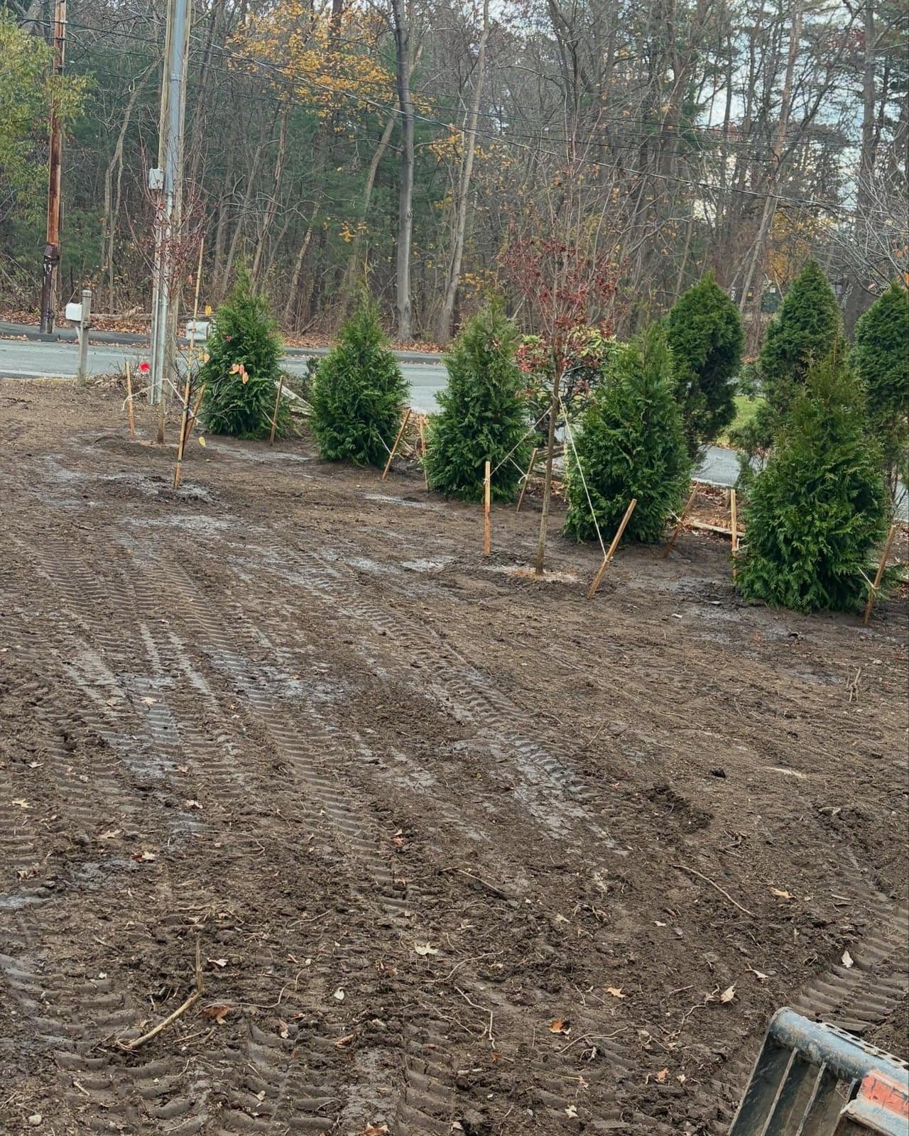 New arborvitae row planted on a graded lot