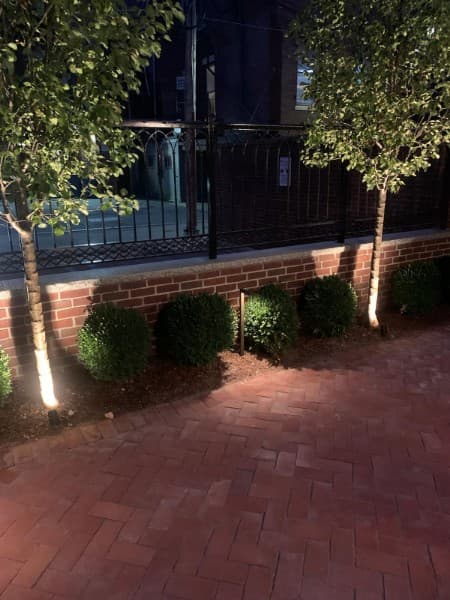 Young trees and boxwoods lit from below along a brick wall at night