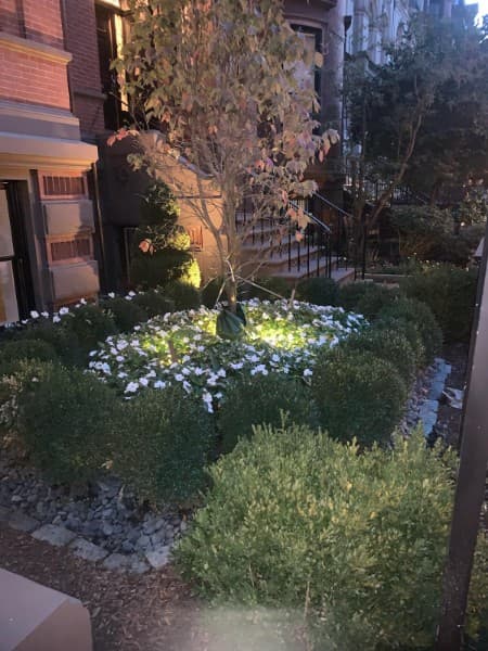 Planting bed with white flowers lit at night