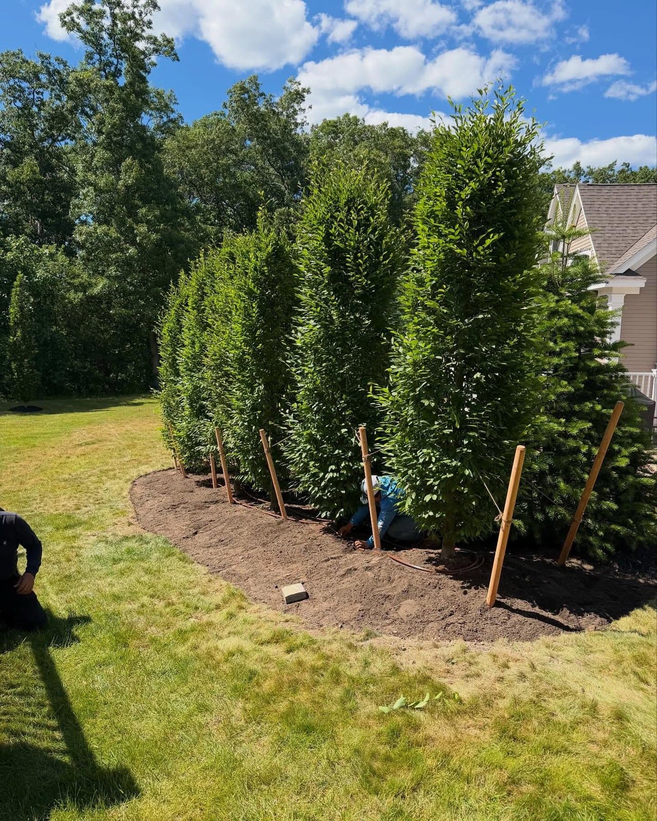 Row of tall arborvitae along a lawn