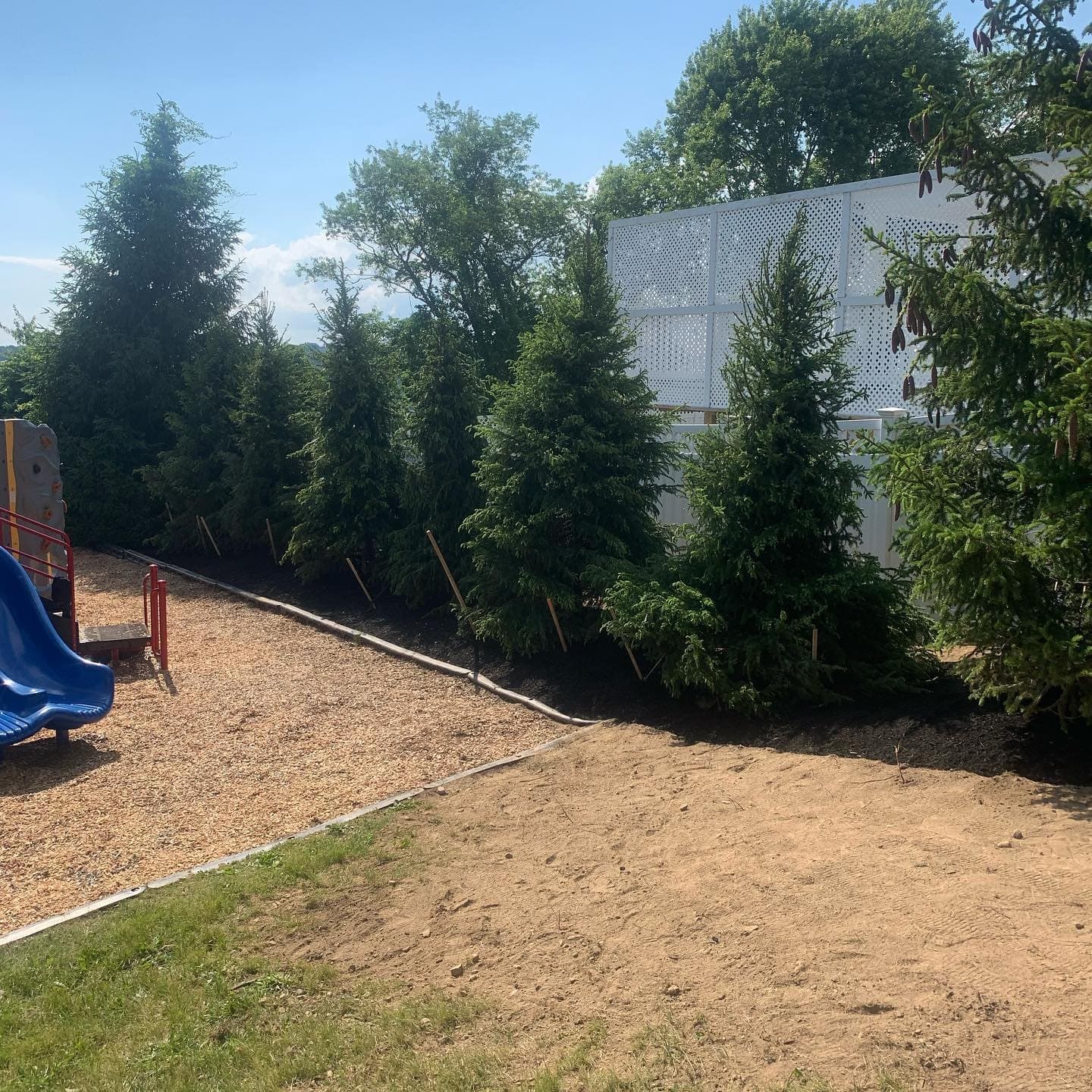 Row of evergreens planted as a privacy screen