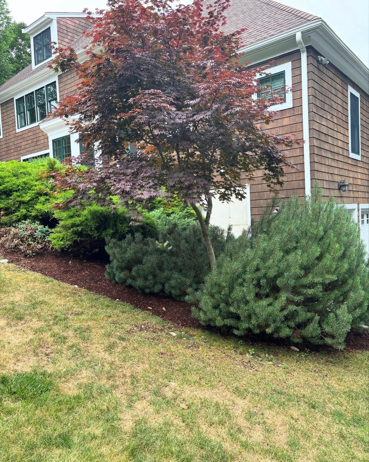 Japanese maple and evergreens in a mulched bed