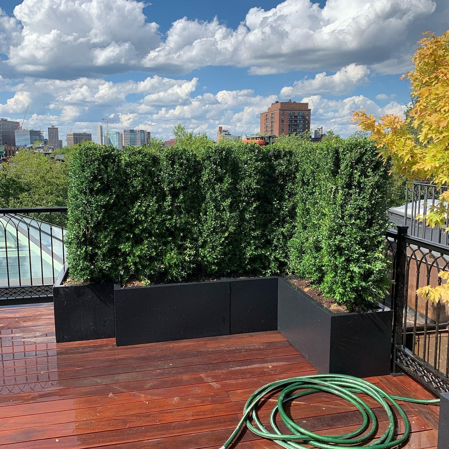 Arborvitae in black planters on a rooftop deck