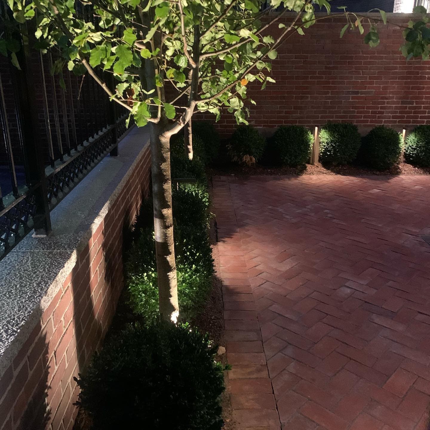 Brick courtyard walkway with boxwoods and young trees